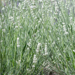 Lavandula intermedia Exceptional Lawenda pośrednia- Rośliny od Ogrodnika Szkółka Barcikowscy