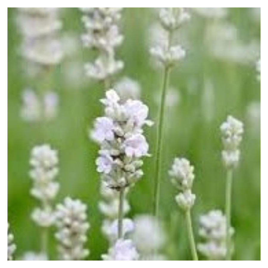 Lavandula intermedia Exceptional Lawenda pośrednia- Rośliny od Ogrodnika Szkółka Barcikowscy