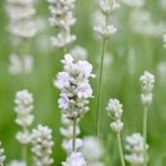 Lavandula intermedia Exceptional Lawenda pośrednia- Rośliny od Ogrodnika Szkółka Barcikowscy