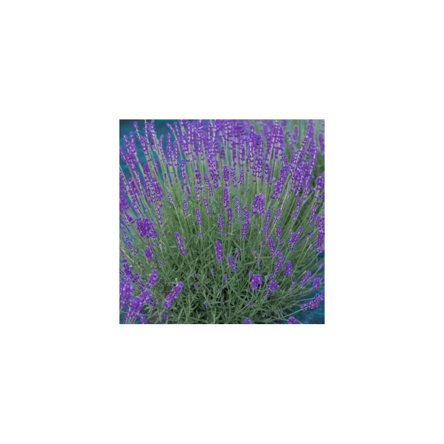 Lavandula angustifolia Hidcote Blue Lawenda wąskolistna- Rośliny od Ogrodnika Szkółka Barcikowscy