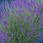 Lavandula angustifolia Hidcote Blue Lawenda wąskolistna- Rośliny od Ogrodnika Szkółka Barcikowscy
