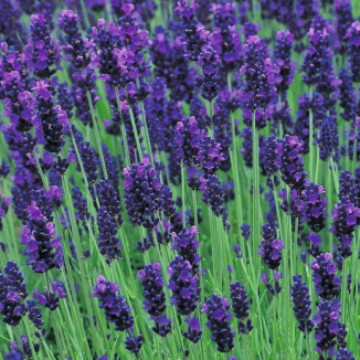 Lavandula angustifolia Hidcote Blue Lawenda wąskolistna- Rośliny od Ogrodnika Szkółka Barcikowscy