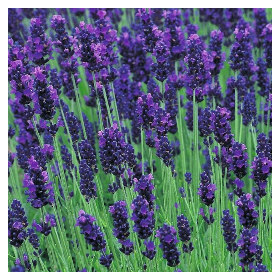 Lavandula angustifolia Hidcote Blue Lawenda wąskolistna- Rośliny od Ogrodnika Szkółka Barcikowscy