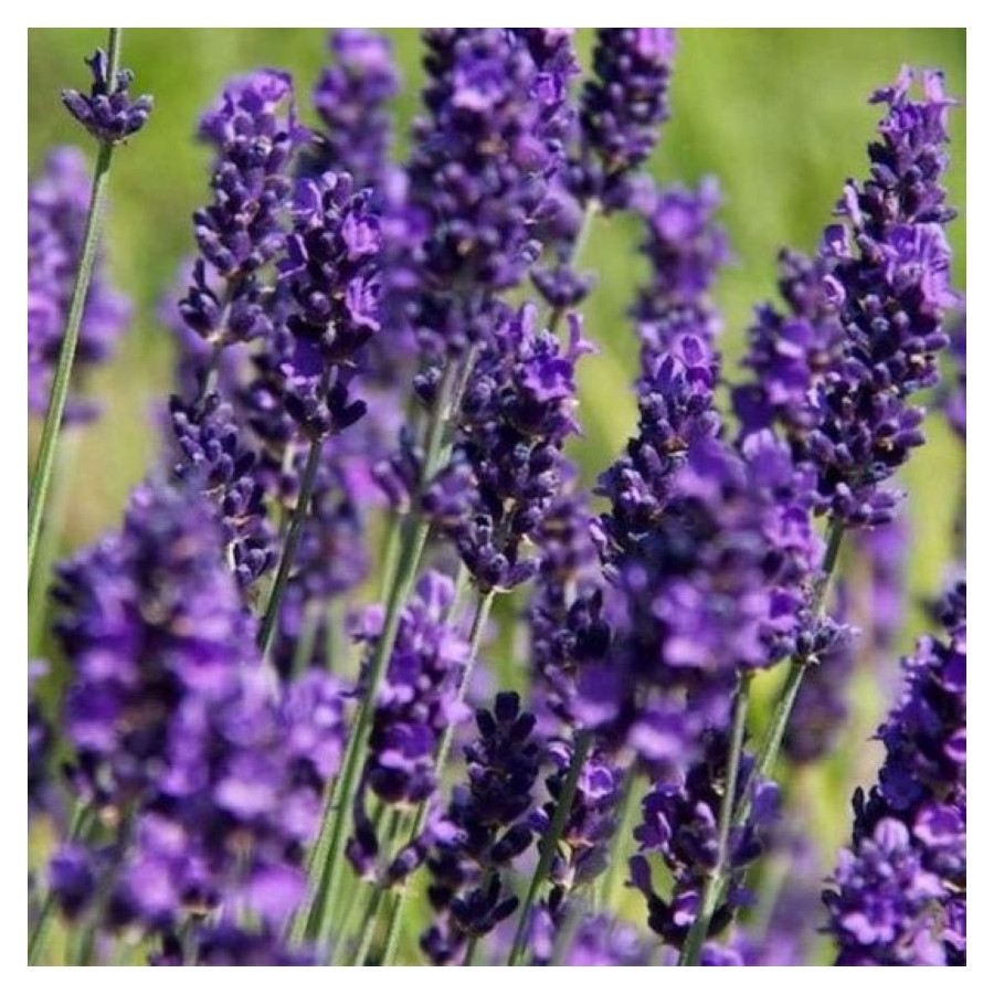 Lavandula angustifolia Hidcote Blue Lawenda wąskolistna- Rośliny od Ogrodnika Szkółka Barcikowscy