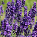 Lavandula angustifolia Hidcote Blue Lawenda wąskolistna- Rośliny od Ogrodnika Szkółka Barcikowscy