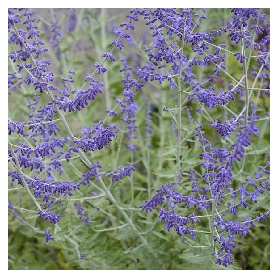 Perovskia atriplicifolia Blue Spire Perowskia- Rośliny od Ogrodnika Szkółka Barcikowscy