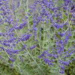 Perovskia atriplicifolia Blue Spire Perowskia- Rośliny od Ogrodnika Szkółka Barcikowscy