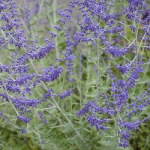 Perovskia atriplicifolia Blue Spire Perowskia- Rośliny od Ogrodnika Szkółka Barcikowscy