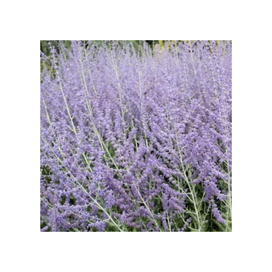 Perovskia atriplicifolia Blue Spire Perowskia- Rośliny od Ogrodnika Szkółka Barcikowscy