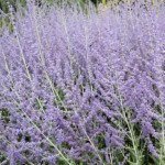 Perovskia atriplicifolia Blue Spire Perowskia- Rośliny od Ogrodnika Szkółka Barcikowscy