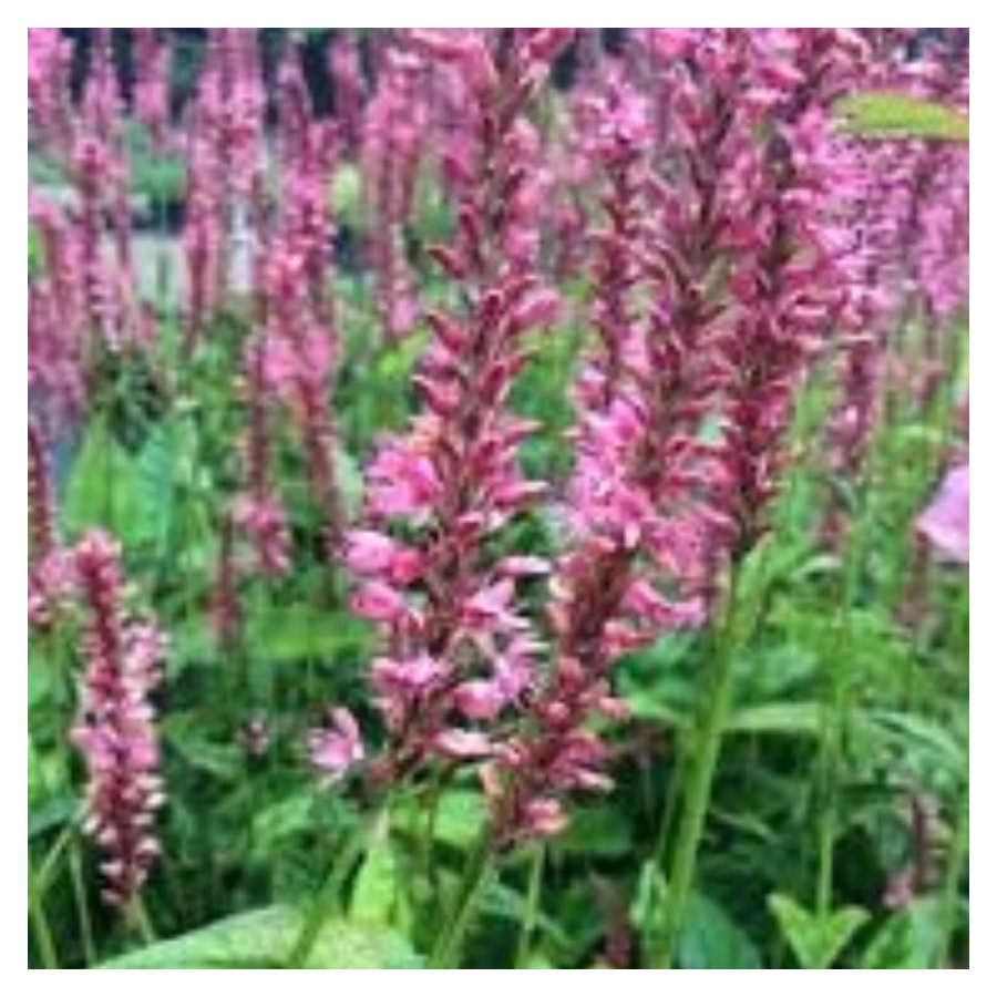 Persicaria Amplexicaulis Ample Pink - Rośliny od Ogrodnika Szkółka Barcikowscy