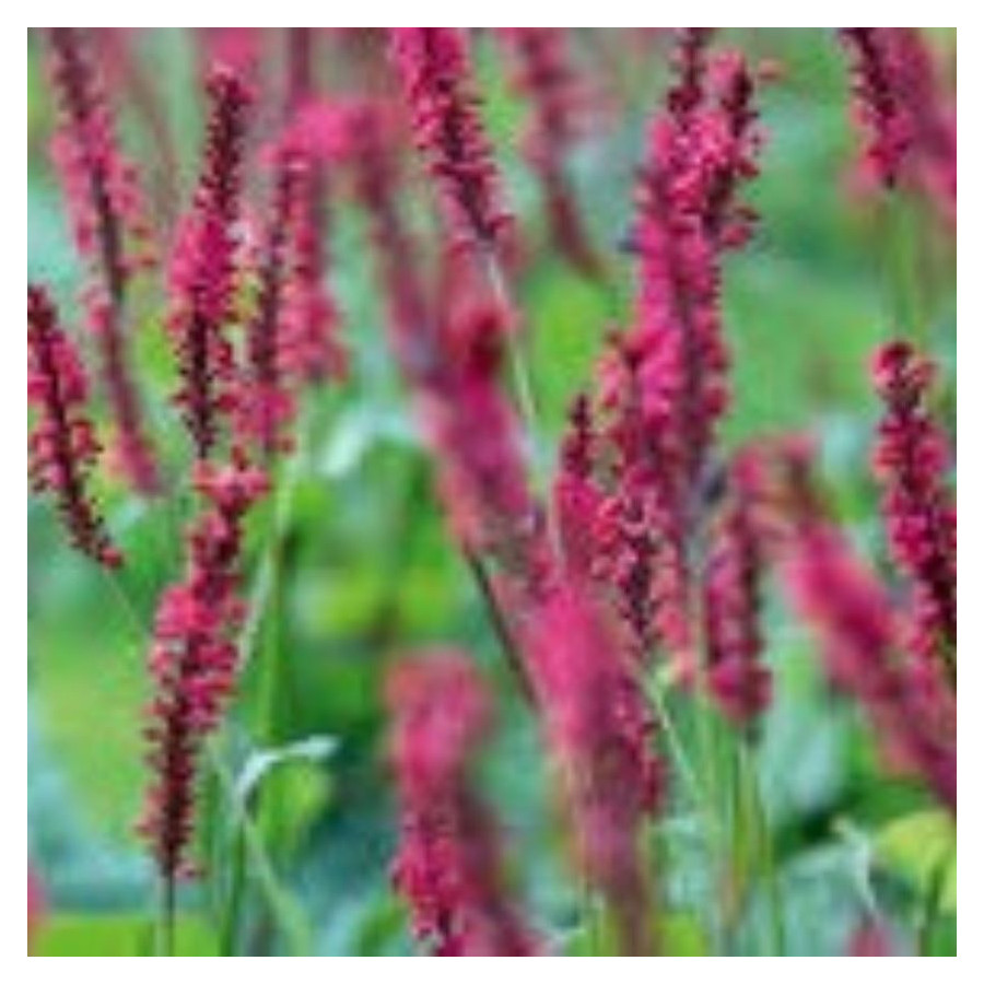 Persicaria Amplexicaulis Ample Pink - Rośliny od Ogrodnika Szkółka Barcikowscy