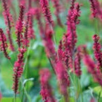Persicaria Amplexicaulis Ample Pink - Rośliny od Ogrodnika Szkółka Barcikowscy