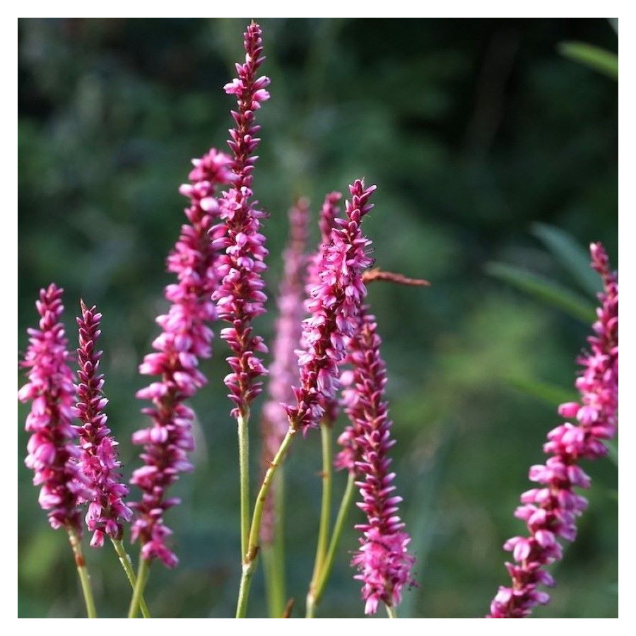 Persicaria Amplexicaulis Ample Pink - Rośliny od Ogrodnika Szkółka Barcikowscy
