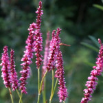 Persicaria Amplexicaulis Ample Pink - Rośliny od Ogrodnika Szkółka Barcikowscy