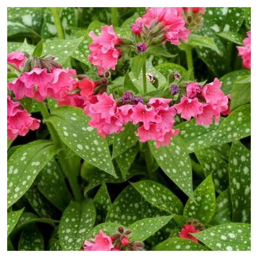 Pulmonaria Shrimps on the Barbie Miodunka - Rośliny od Ogrodnika Szkółka Barcikowscy