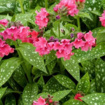 Pulmonaria Shrimps on the Barbie Miodunka - Rośliny od Ogrodnika Szkółka Barcikowscy