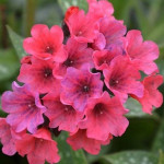 Pulmonaria Shrimps on the Barbie Miodunka - Rośliny od Ogrodnika Szkółka Barcikowscy