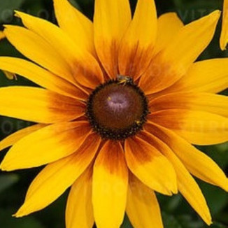 Rudbeckia x hybrida SmileyZ Grace Rudbekia- Rośliny od Ogrodnika Szkółka Barcikowscy