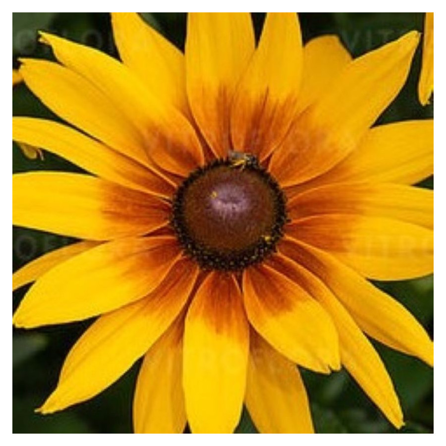 Rudbeckia x hybrida SmileyZ Grace Rudbekia- Rośliny od Ogrodnika Szkółka Barcikowscy