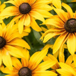 Rudbeckia x hybrida SmileyZ Grace Rudbekia- Rośliny od Ogrodnika Szkółka Barcikowscy