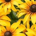 Rudbeckia x hybrida SmileyZ Grace Rudbekia- Rośliny od Ogrodnika Szkółka Barcikowscy
