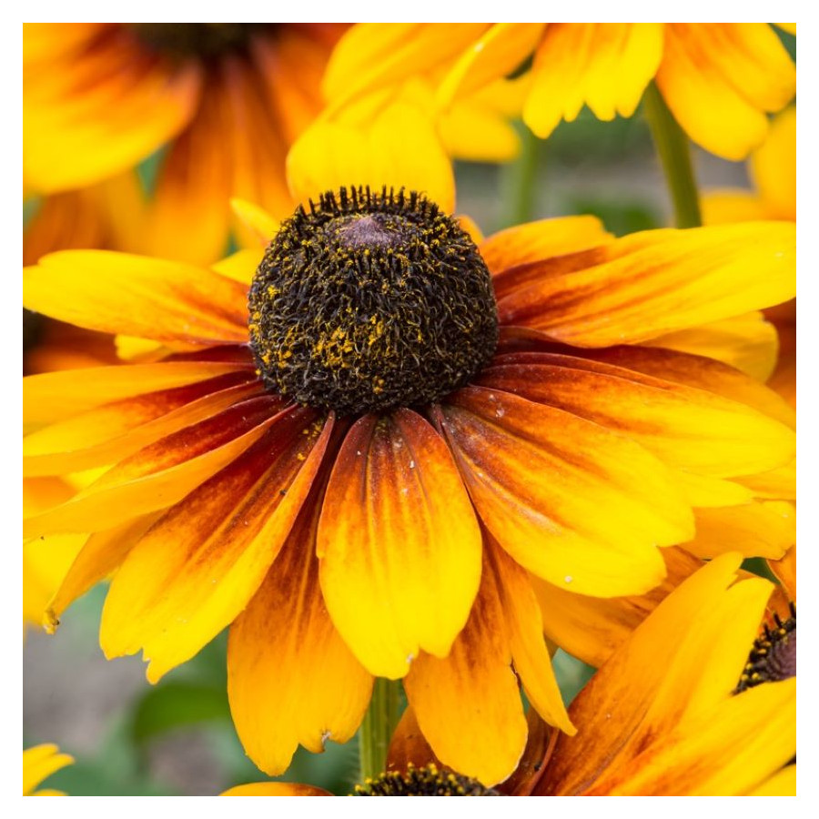 Rudbeckia SmileyZ Big Kiss Rudbekia błyskotliwa-Rośliny od Ogrodnika Szkółka Barcikowscy