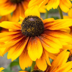 Rudbeckia SmileyZ Big Kiss Rudbekia błyskotliwa-Rośliny od Ogrodnika Szkółka Barcikowscy