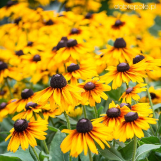 Rudbeckia SmileyZ Big Kiss Rudbekia błyskotliwa-Rośliny od Ogrodnika Szkółka Barcikowscy