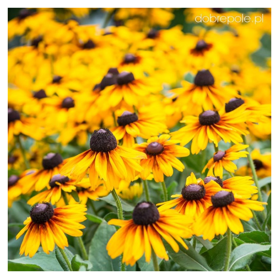 Rudbeckia SmileyZ Big Kiss Rudbekia błyskotliwa-Rośliny od Ogrodnika Szkółka Barcikowscy