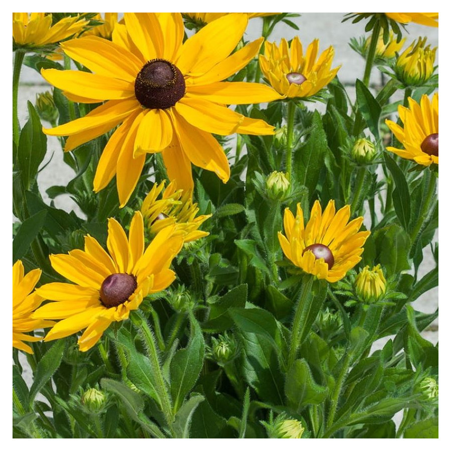 Rudbeckia SmileyZ  Sun Rudbekia błyskotliwa-Rośliny od Ogrodnika Szkółka Barcikowscy