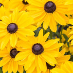 Rudbeckia SmileyZ  Sun Rudbekia błyskotliwa-Rośliny od Ogrodnika Szkółka Barcikowscy