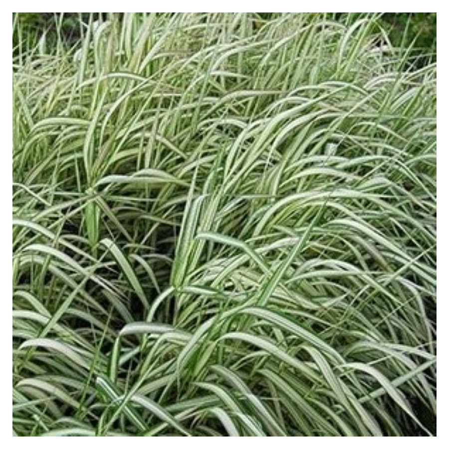 Phalaris arundinacea Feesley Mozga trzcinowata- Rośliny od Ogrodnika Szkółka Barcikowscy