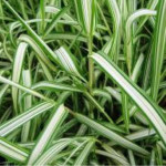 Phalaris arundinacea Feesley Mozga trzcinowata- Rośliny od Ogrodnika Szkółka Barcikowscy