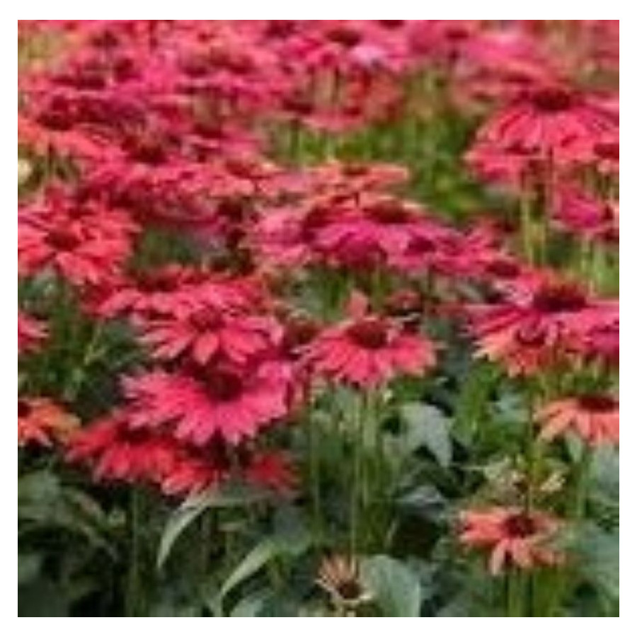 Echinacea Sweet Meadow Mama Jeżówka- Rośliny od Ogrodnika Szkółka Barcikowscy