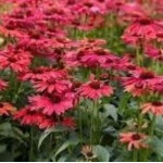 Echinacea Sweet Meadow Mama Jeżówka- Rośliny od Ogrodnika Szkółka Barcikowscy