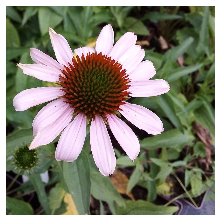 Echinacea  Pink Skipper Jeżówka- Rośliny od Ogrodnika Szkółka Barcikowscy