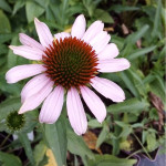 Echinacea  Pink Skipper Jeżówka- Rośliny od Ogrodnika Szkółka Barcikowscy