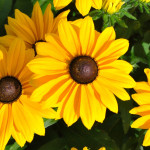 Rudbeckia  SmileyZ Big Luck Rudbekia błyskotliwa