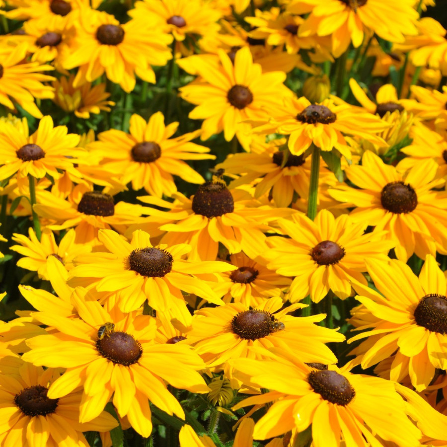 Rudbeckia  SmileyZ Big Luck Rudbekia błyskotliwa