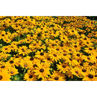 Rudbeckia  SmileyZ Big Luck Rudbekia błyskotliwa