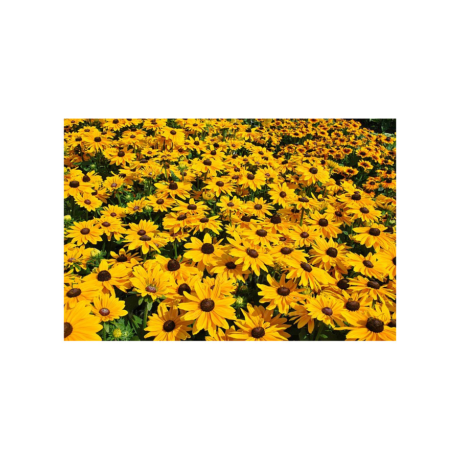 Rudbeckia  SmileyZ Big Luck Rudbekia błyskotliwa