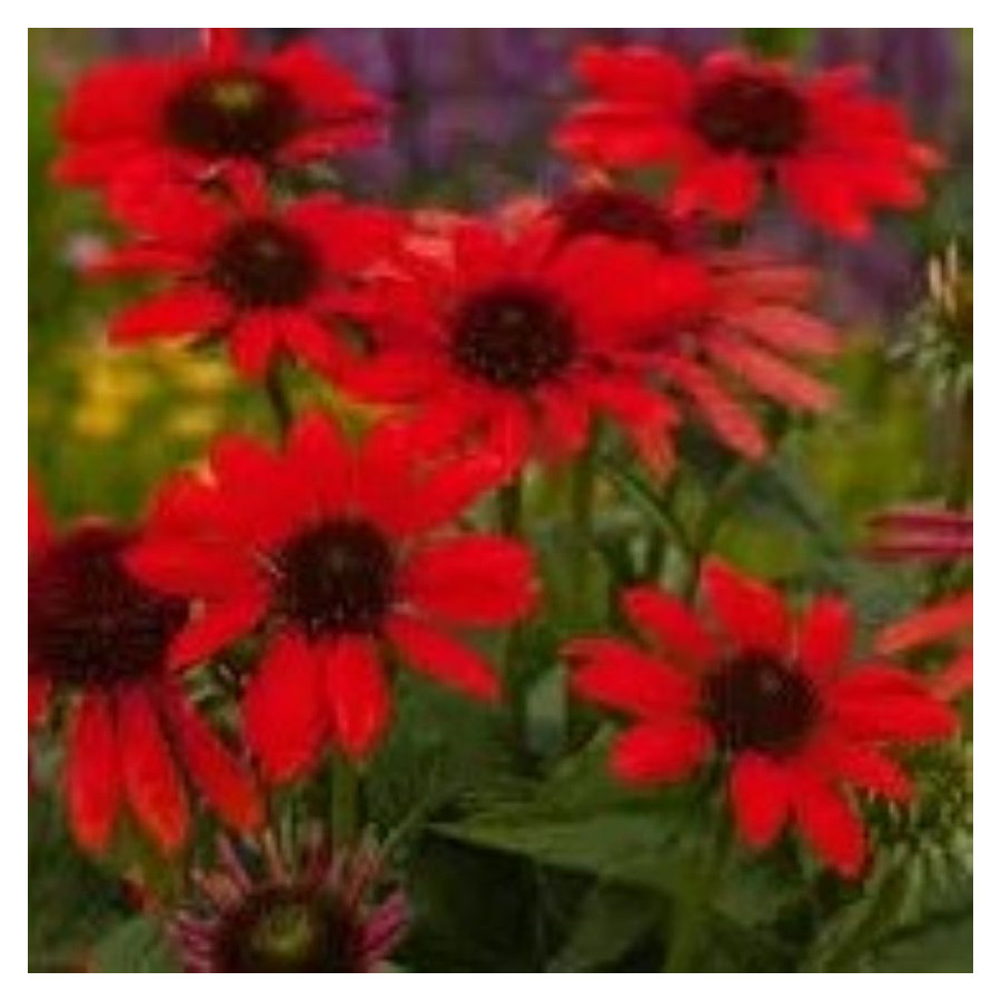 Echinacea Pearl Deep Red Jeżówka