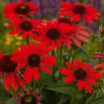 Echinacea Pearl Deep Red Jeżówka