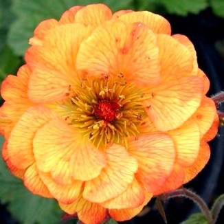 Geum boliviene Mango Lassi Kuklik- Rośliny od Ogrodnika Szkółka Barcikowscy