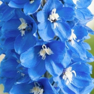 Delphinium Blue Ostróżka- Rośliny od Ogrodnika Szkółka Barcikowscy