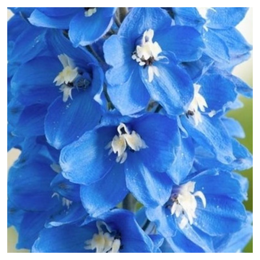 Delphinium Blue Ostróżka- Rośliny od Ogrodnika Szkółka Barcikowscy
