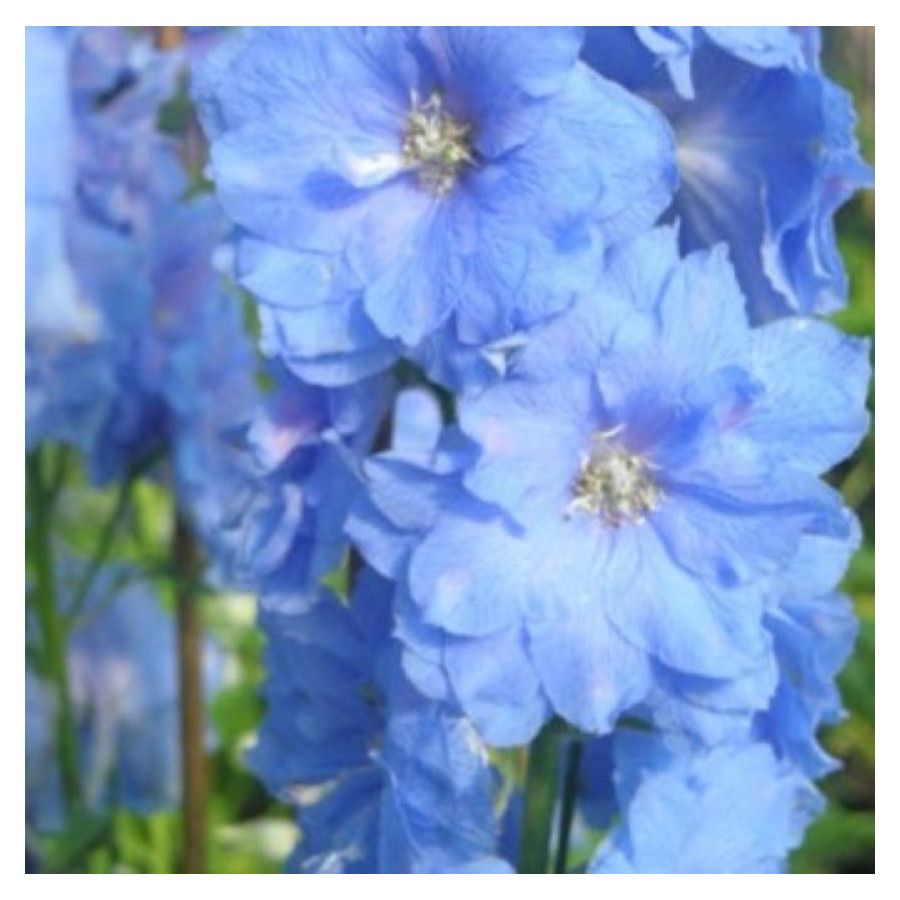 Delphinium Blue Ostróżka- Rośliny od Ogrodnika Szkółka Barcikowscy