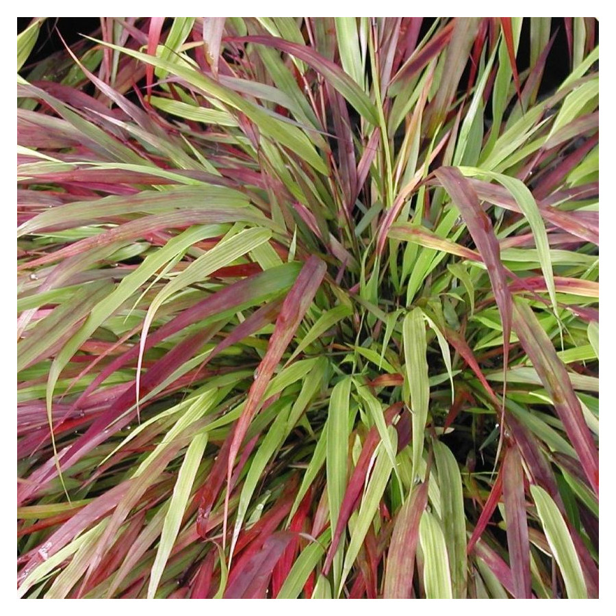 Hakonechloa macra Beni Kaze Hakonechloa smukła- Rośliny od Ogrodnika Szkółka Barcikowscy