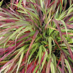 Hakonechloa macra Beni Kaze Hakonechloa smukła- Rośliny od Ogrodnika Szkółka Barcikowscy